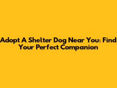 Adopt A Shelter Dog Near You: Find Your Perfect Companion
