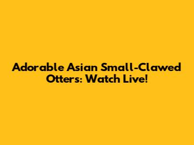 Adorable Asian Small-Clawed Otters: Watch Live!
