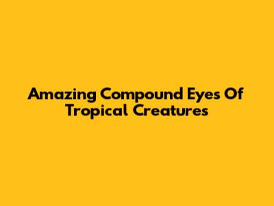 Amazing Compound Eyes Of Tropical Creatures
