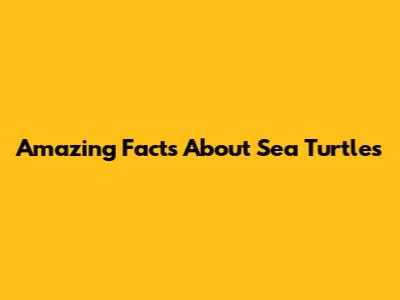 Amazing Facts About Sea Turtles