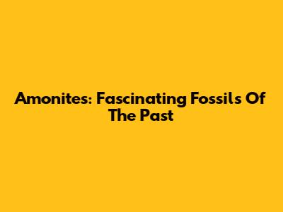 Amonites: Fascinating Fossils Of The Past