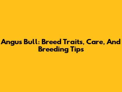 Angus Bull: Breed Traits, Care, And Breeding Tips