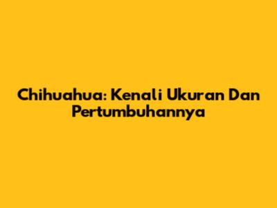 Chihuahua: Kenali Ukuran Dan Pertumbuhannya