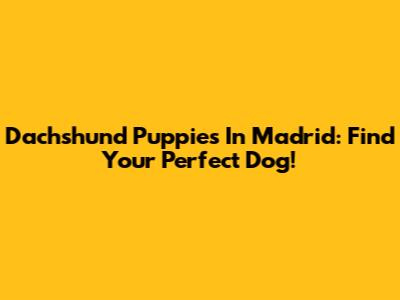 Dachshund Puppies In Madrid: Find Your Perfect Dog!