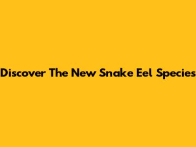 Discover The New Snake Eel Species