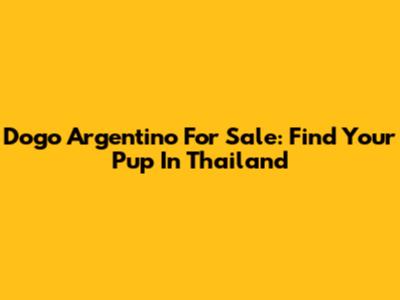 Dogo Argentino For Sale: Find Your Pup In Thailand