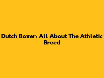 Dutch Boxer: All About The Athletic Breed