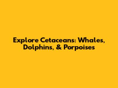 Explore Cetaceans: Whales, Dolphins, & Porpoises