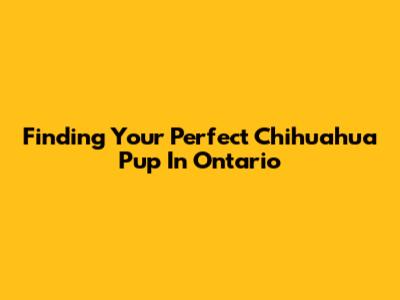 Finding Your Perfect Chihuahua Pup In Ontario