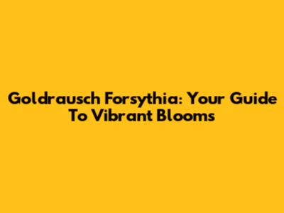 Goldrausch Forsythia: Your Guide To Vibrant Blooms