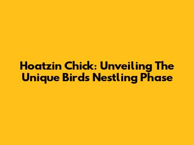 Hoatzin Chick: Unveiling The Unique Bird's Nestling Phase