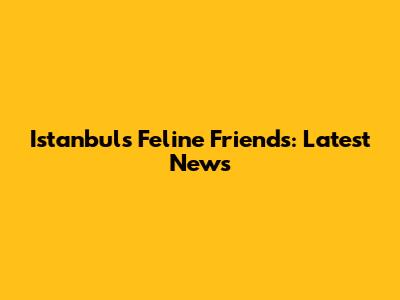 Istanbul's Feline Friends: Latest News
