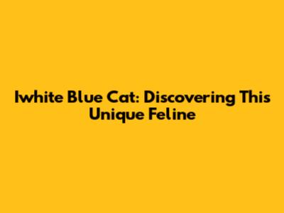 Iwhite Blue Cat: Discovering This Unique Feline