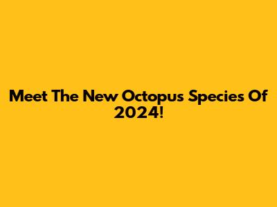 Meet The New Octopus Species Of 2024!