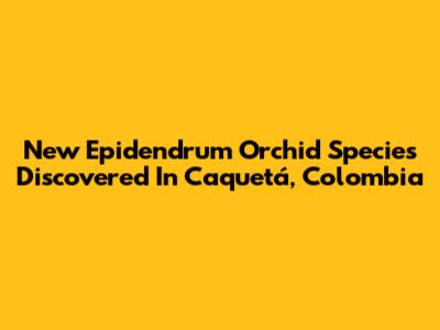 New Epidendrum Orchid Species Discovered In Caquetá, Colombia