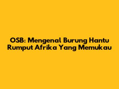 OSB: Mengenal Burung Hantu Rumput Afrika Yang Memukau