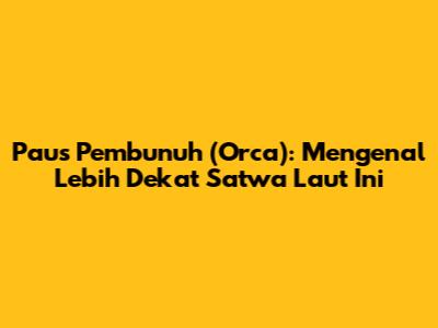 Paus Pembunuh (Orca): Mengenal Lebih Dekat Satwa Laut Ini
