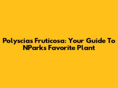 Polyscias Fruticosa: Your Guide To NPark's Favorite Plant