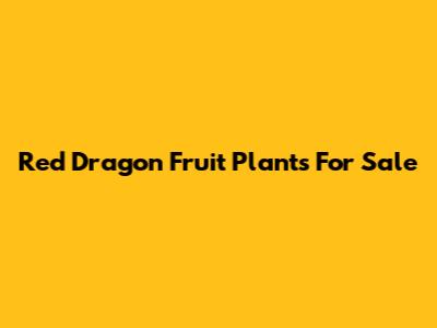 Red Dragon Fruit Plants For Sale