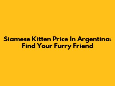 Siamese Kitten Price In Argentina: Find Your Furry Friend