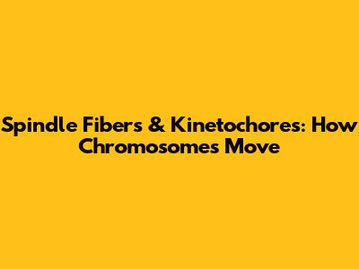 Spindle Fibers & Kinetochores: How Chromosomes Move