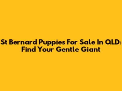 St Bernard Puppies For Sale In QLD: Find Your Gentle Giant