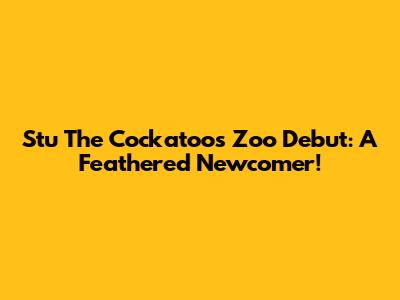 Stu The Cockatoo's Zoo Debut: A Feathered Newcomer!
