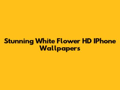 Stunning White Flower HD IPhone Wallpapers
