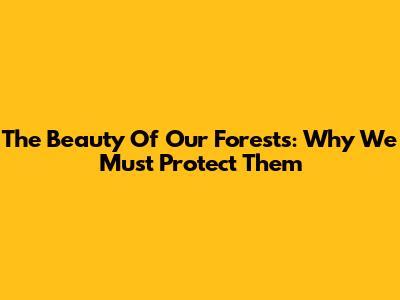 The Beauty Of Our Forests: Why We Must Protect Them