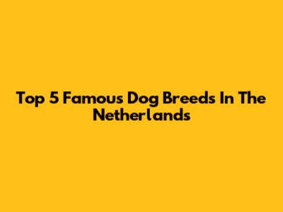 Top 5 Famous Dog Breeds In The Netherlands