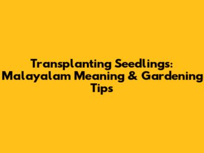 Transplanting Seedlings: Malayalam Meaning & Gardening Tips