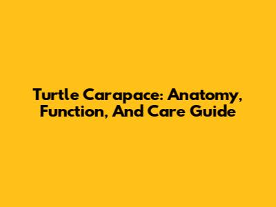 Turtle Carapace: Anatomy, Function, And Care Guide