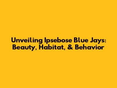 Unveiling Ipsebose Blue Jays: Beauty, Habitat, & Behavior
