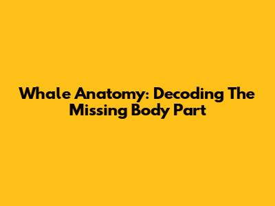 Whale Anatomy: Decoding The Missing Body Part