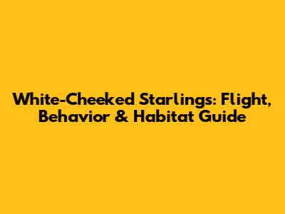 White-Cheeked Starlings: Flight, Behavior & Habitat Guide