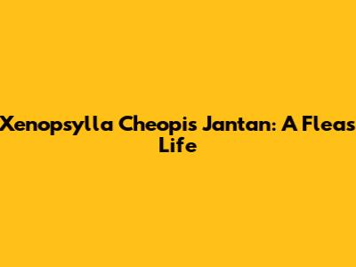 Xenopsylla Cheopis Jantan: A Flea's Life
